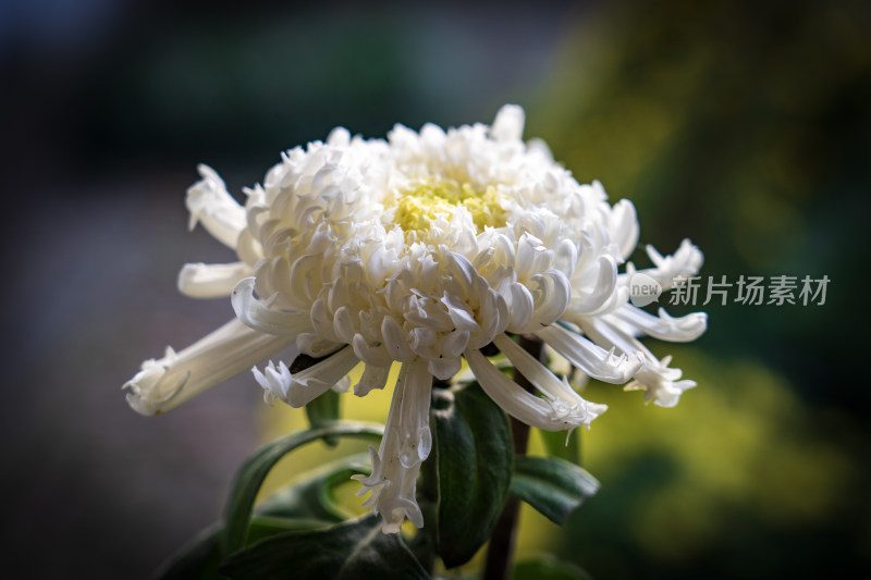 菊展菊花