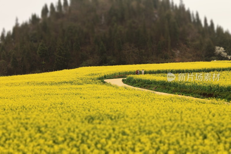 油菜花田，风光实拍，原照