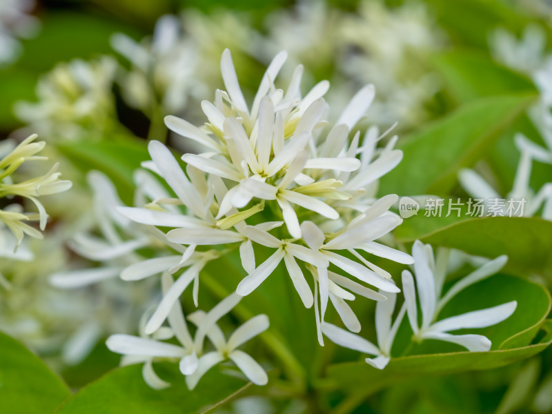 流苏树开花特写