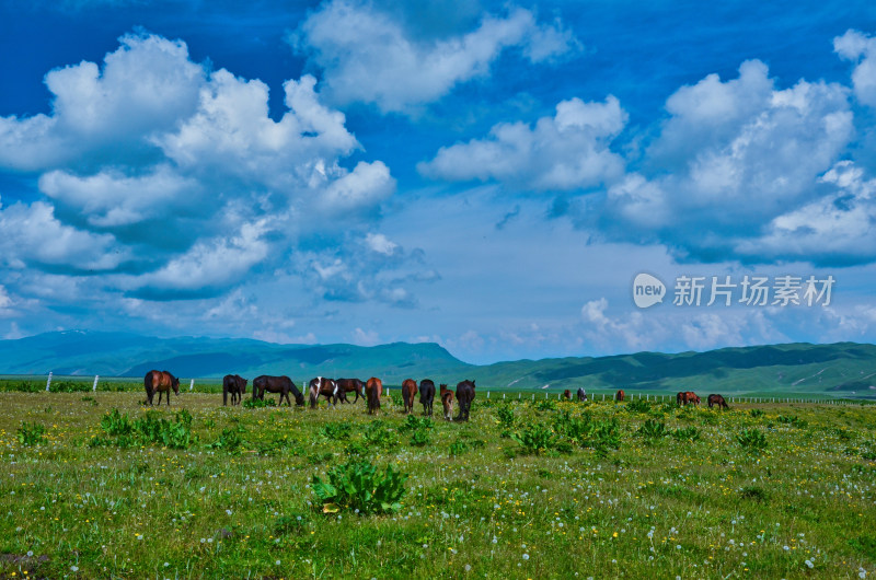新疆伊犁那拉提草原牧场马群