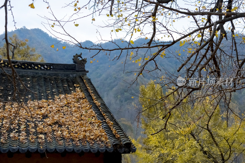 故乡老家房屋秋天银杏