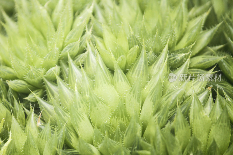 绿色多肉植物微距特写