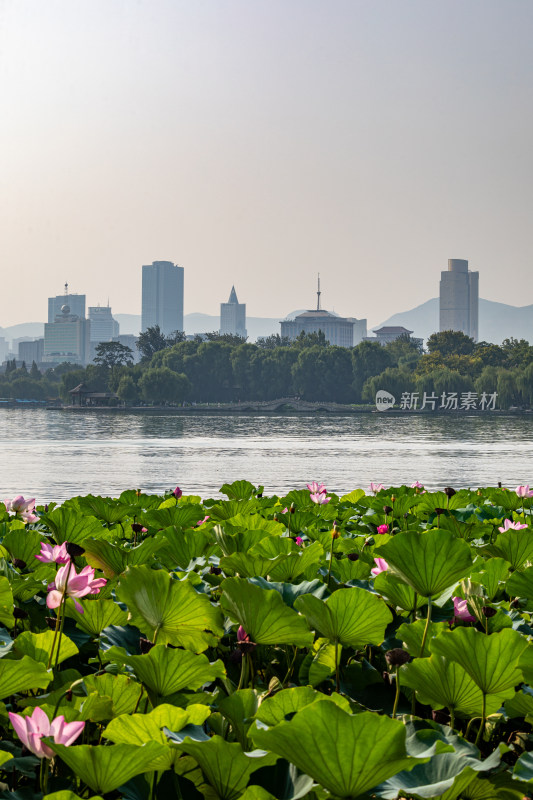 山东济南大明湖风景区夏日荷花景点景观