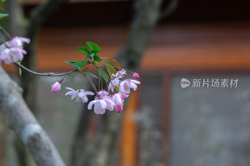 杭州曲院风荷枝头绽放的海棠花特写