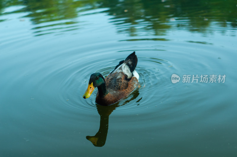 小绿头鸭在水中中游泳