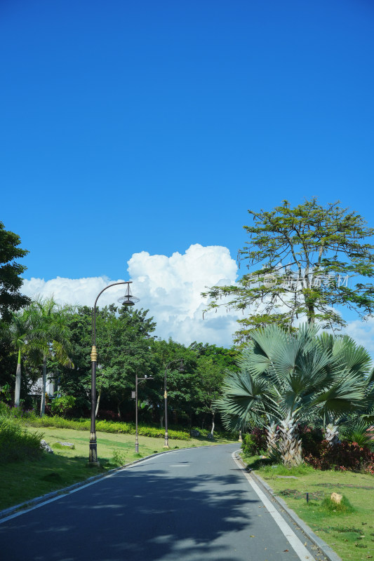 空旷的道路沿着树木和植物在晴朗的天空中