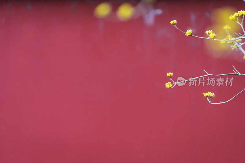 初春北京北海公园盛开的山茱萸花