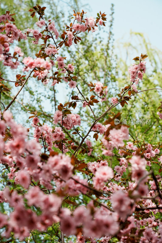 北京玉渊潭公园樱花节樱花