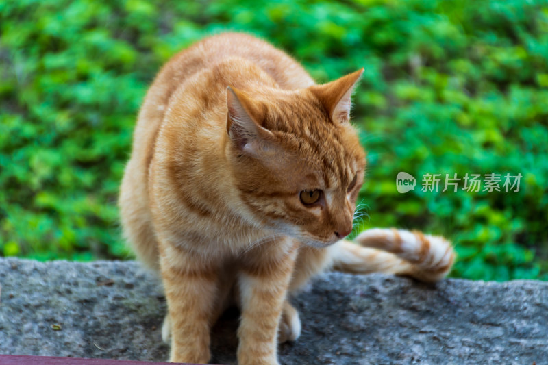 橘猫蹲坐石头上的可爱模样