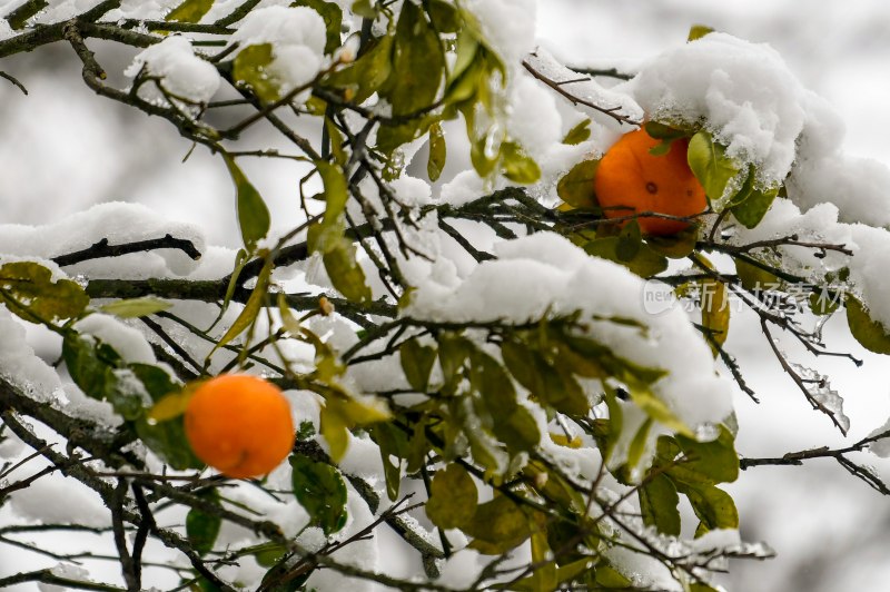 重庆酉阳：庭院橘子蔬菜与白雪