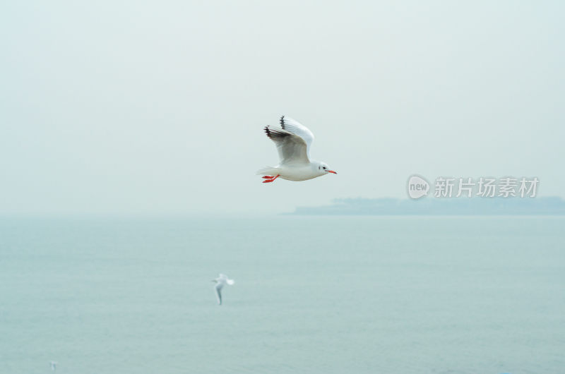 青岛栈桥，在海上飞翔的一只海鸥