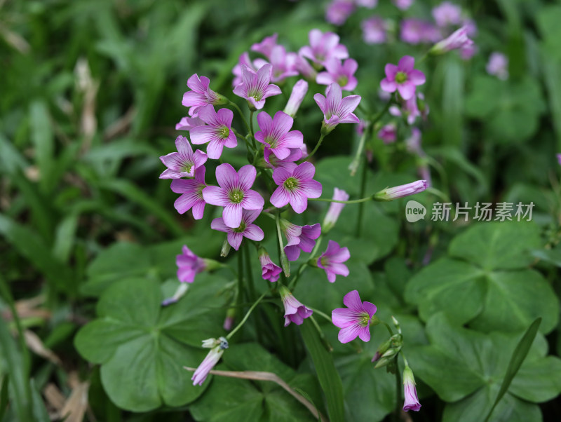 春天绿色的草地和盛开的紫色鲜花的风景