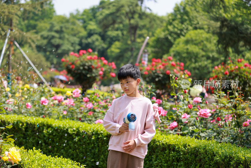 杭州花圃月季花展赏花的男孩