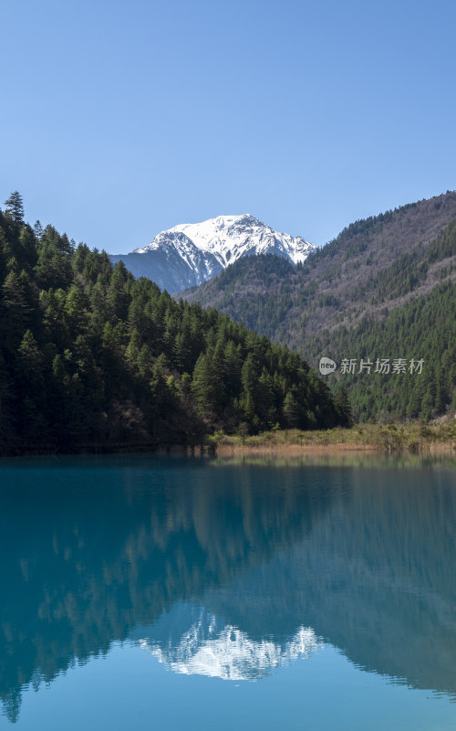 春日晴天九寨沟老虎海海子森林雪山