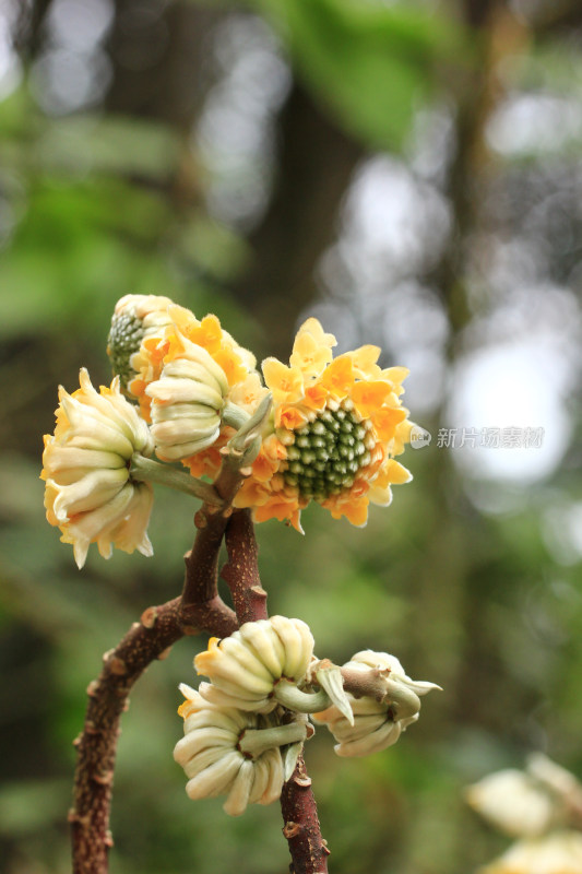 金黄色的结香花盛开