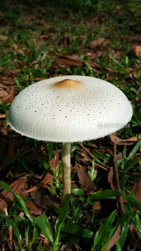 野生菌野生菌蘑菇生长环境菌类山菌