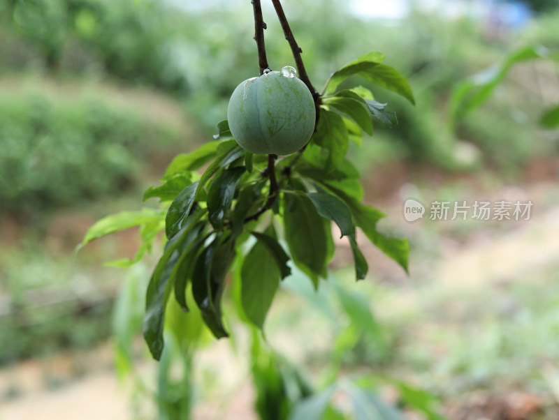 夏天大自然中的绿色果树和果实李子的风景