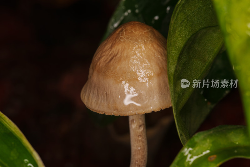 雨后的蕈菇