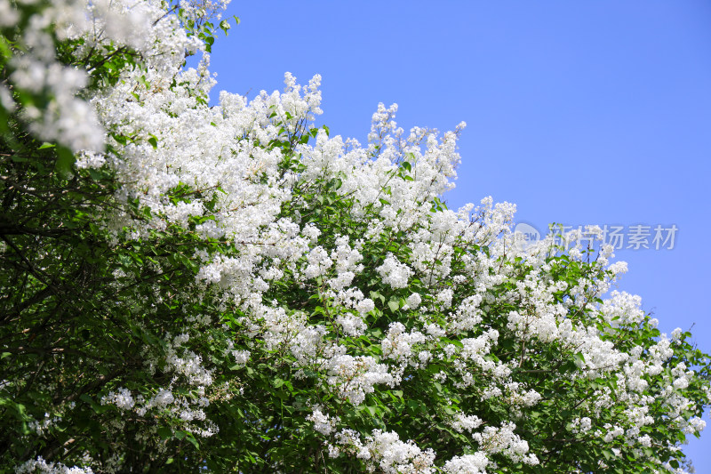 丁香花花卉