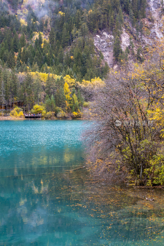 九寨沟秋色，箭竹海和秋景山林