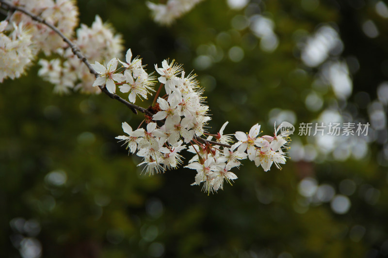 白色的樱花