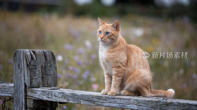 庭院里一只猫