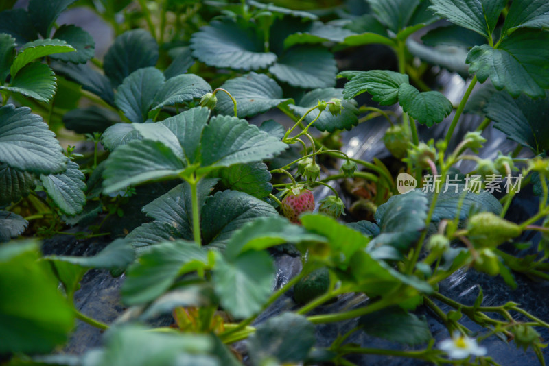 生长中的草莓