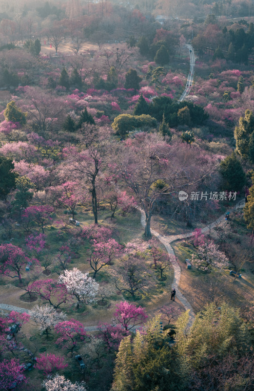 春日梅花林景观航拍全景