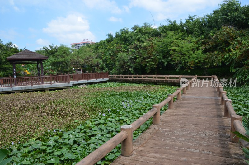 广东东莞：水浮莲