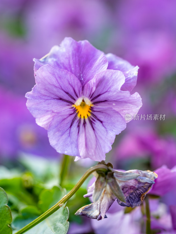 冬天的三色堇开花特写