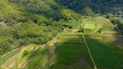 武夷山茶山梯田茶园 优质大红袍产区