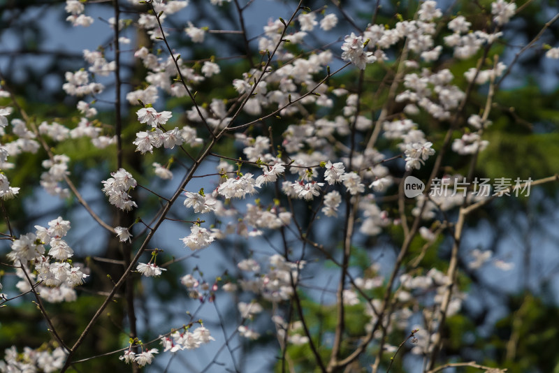 春天盛开的花朵