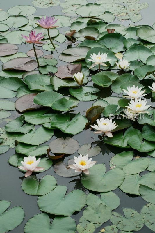 北京国家植物园睡莲