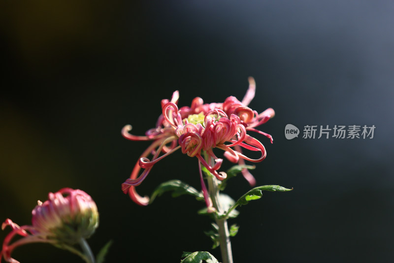 杭州植物园菊花展 橙色菊花特写