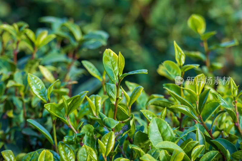 惠州柏塘绿茶茶园清晨时分茶树上的新鲜嫩芽