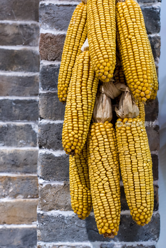 砖墙上悬挂的玉米穗