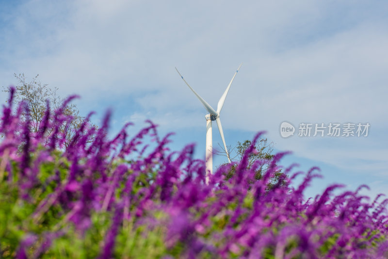 紫色花海和风车