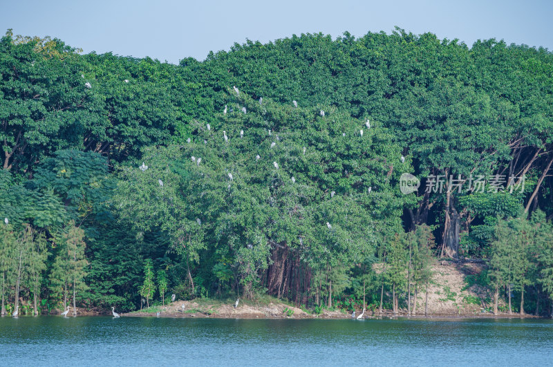 广州海珠湖公园湖岸水岸森林白鹭