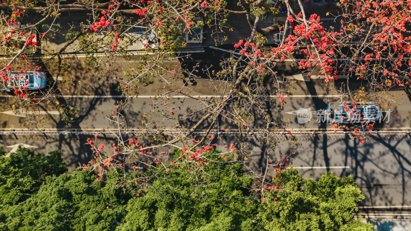 广州海珠广场木棉花英雄花盛开航拍高清照片