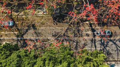 广州海珠广场木棉花英雄花盛开航拍高清照片 广州海珠广场木棉花英雄花盛开航拍高清照片