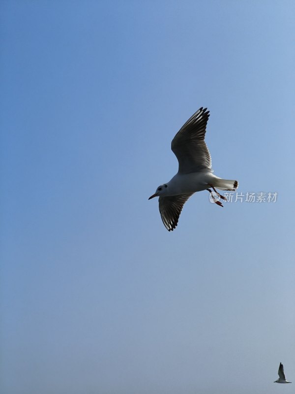 蓝天中飞翔的海鸥