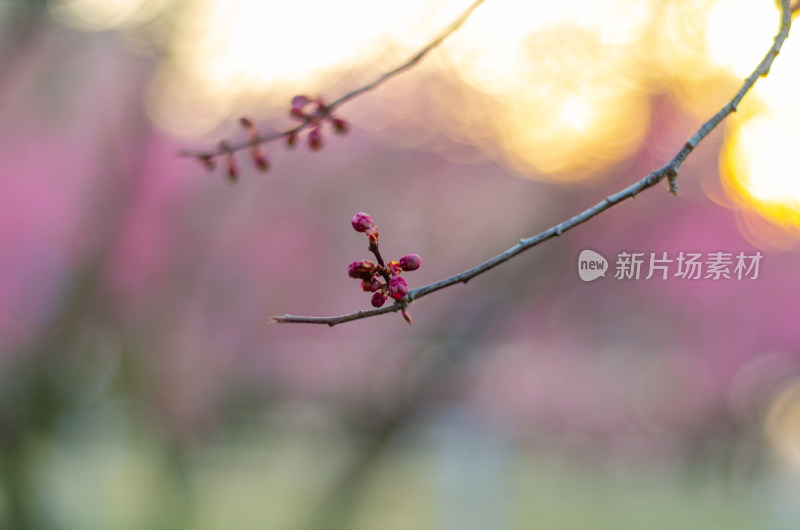 早春时节，夕阳下的梅花花骨朵