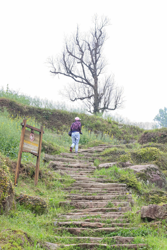 婺源梯田油菜花