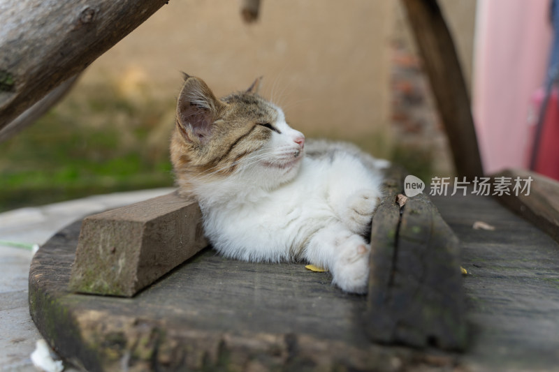 猫躺在井盖上特写农村院子
