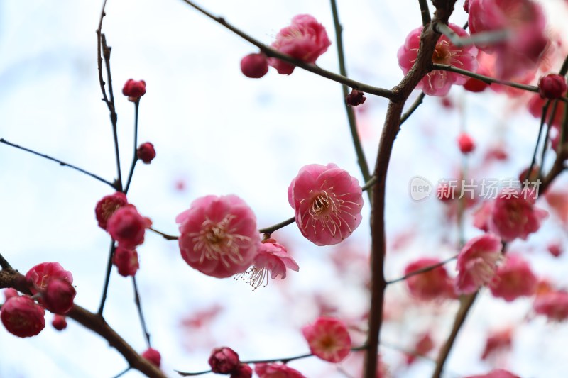 盛开的粉色梅花树枝近景特写