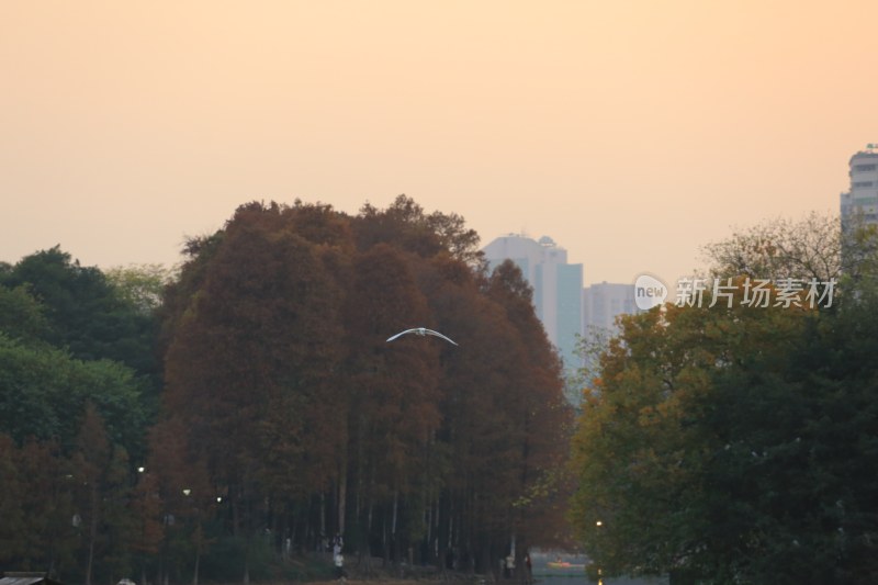 城市树林黄昏飞鸟景观