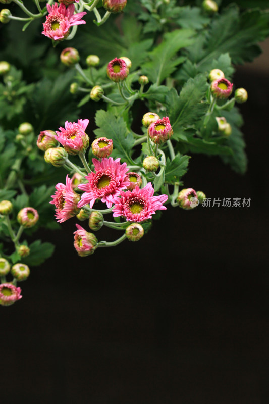 菊花鲜花实拍素材