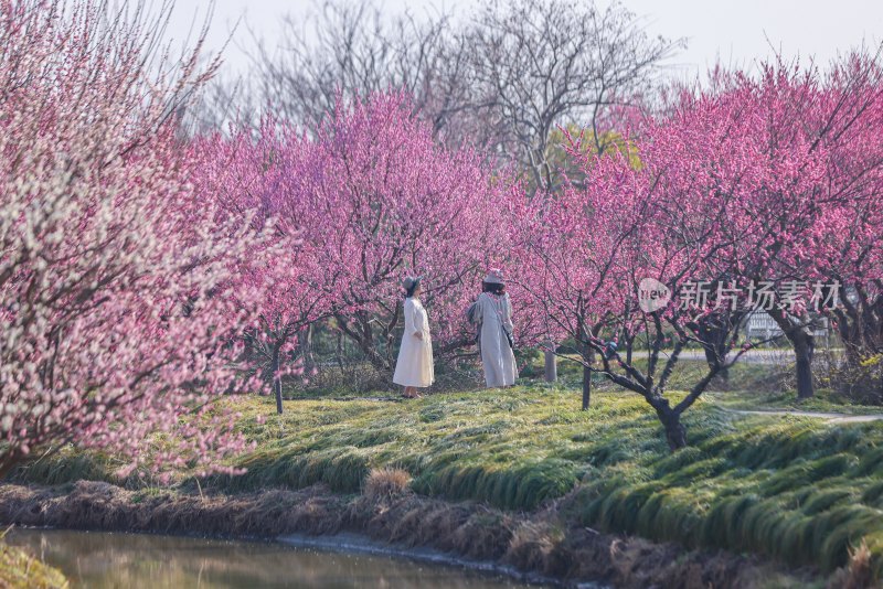 花开海上梅花节