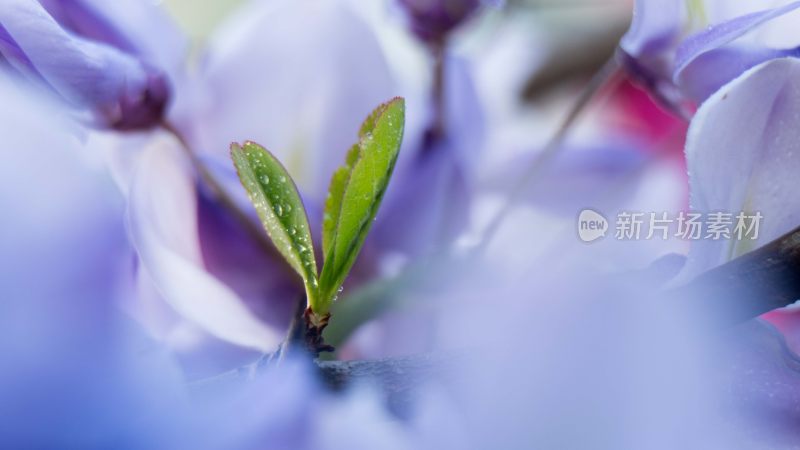 盛开的紫藤萝