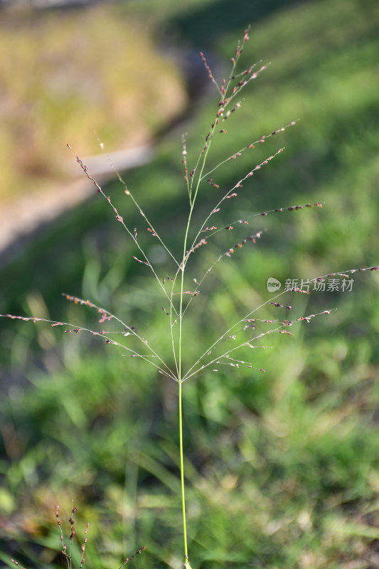 特写草本植物绿色植物